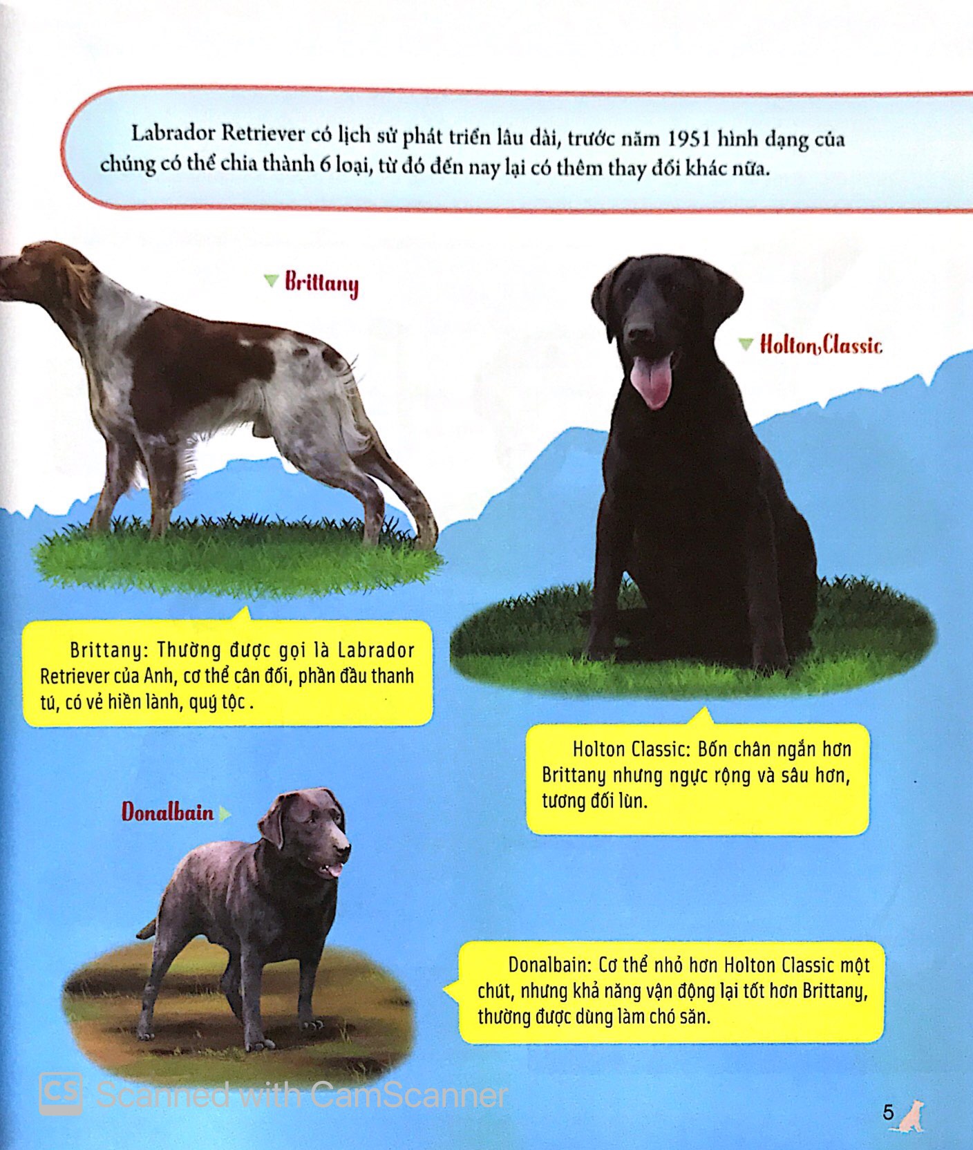 bách khoa động vật dành cho trẻ nhỏ - thú cưng - Ảnh 9