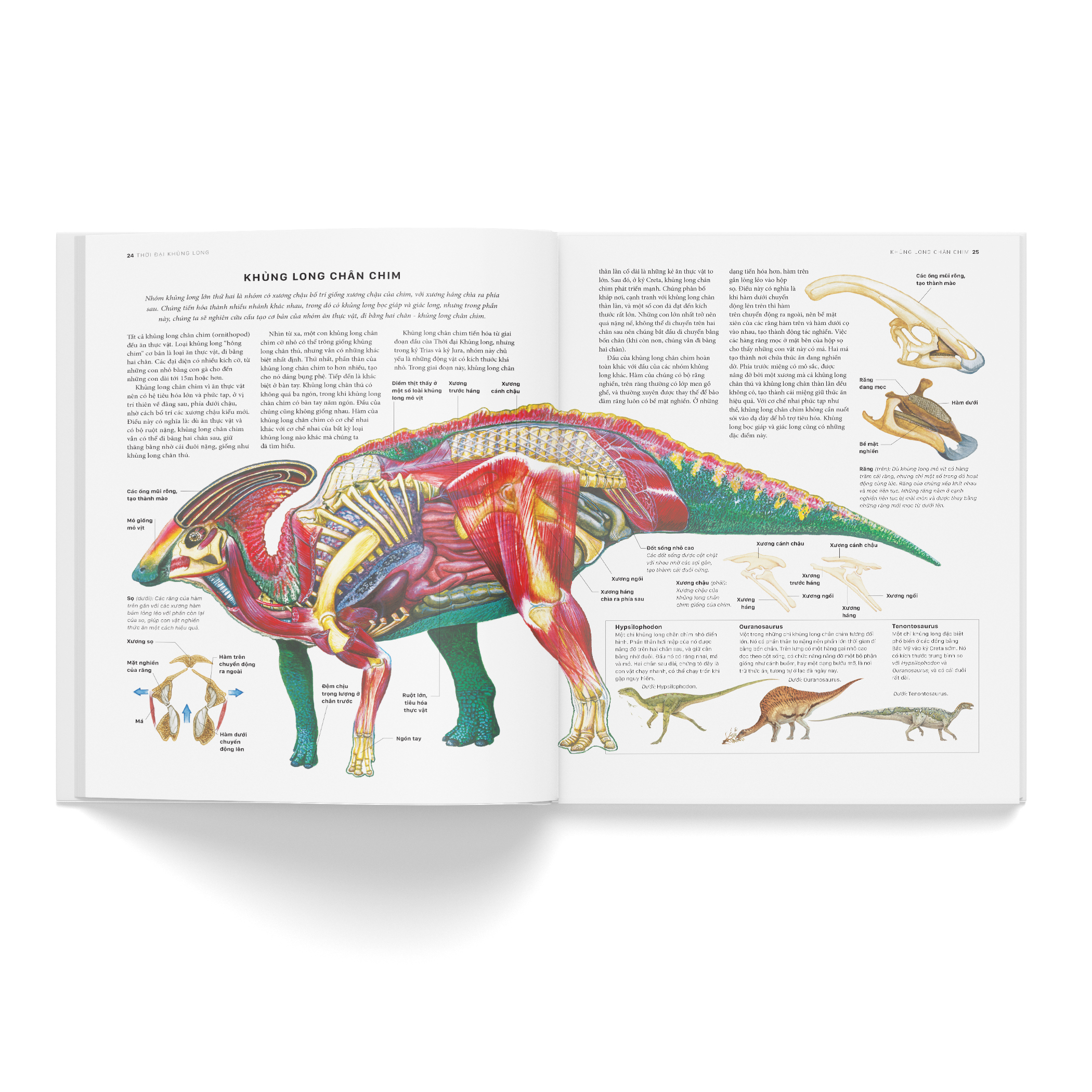 bách khoa khủng long toàn tập - bìa cứng - Ảnh 5