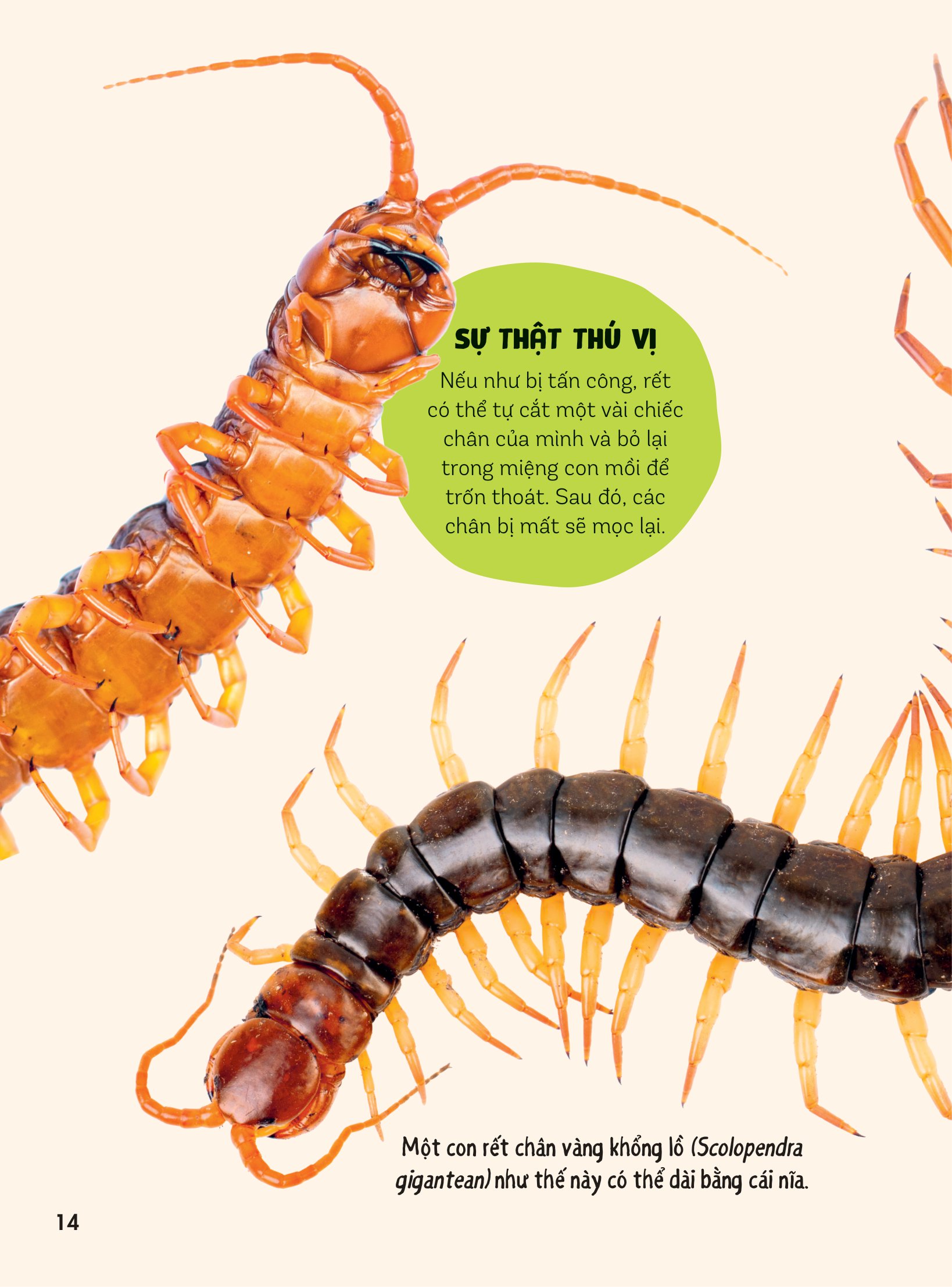 bách khoa thư britannica dành cho trẻ em - cuốn sách khổng lồ giải đáp 100++ câu hỏi tại sao hóc búa - Ảnh 11