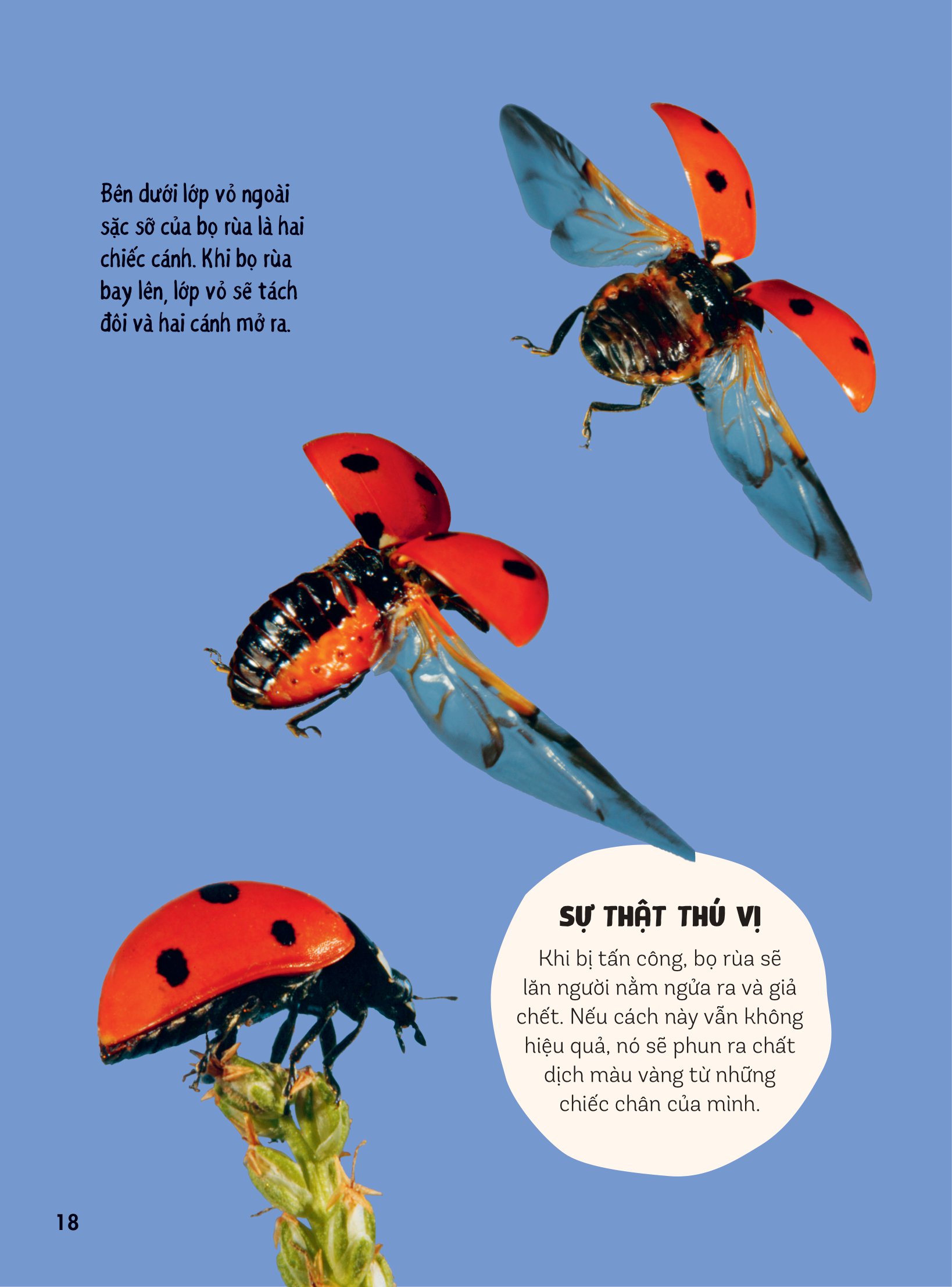 bách khoa thư britannica dành cho trẻ em - cuốn sách khổng lồ giải đáp 100++ câu hỏi tại sao hóc búa - Ảnh 15