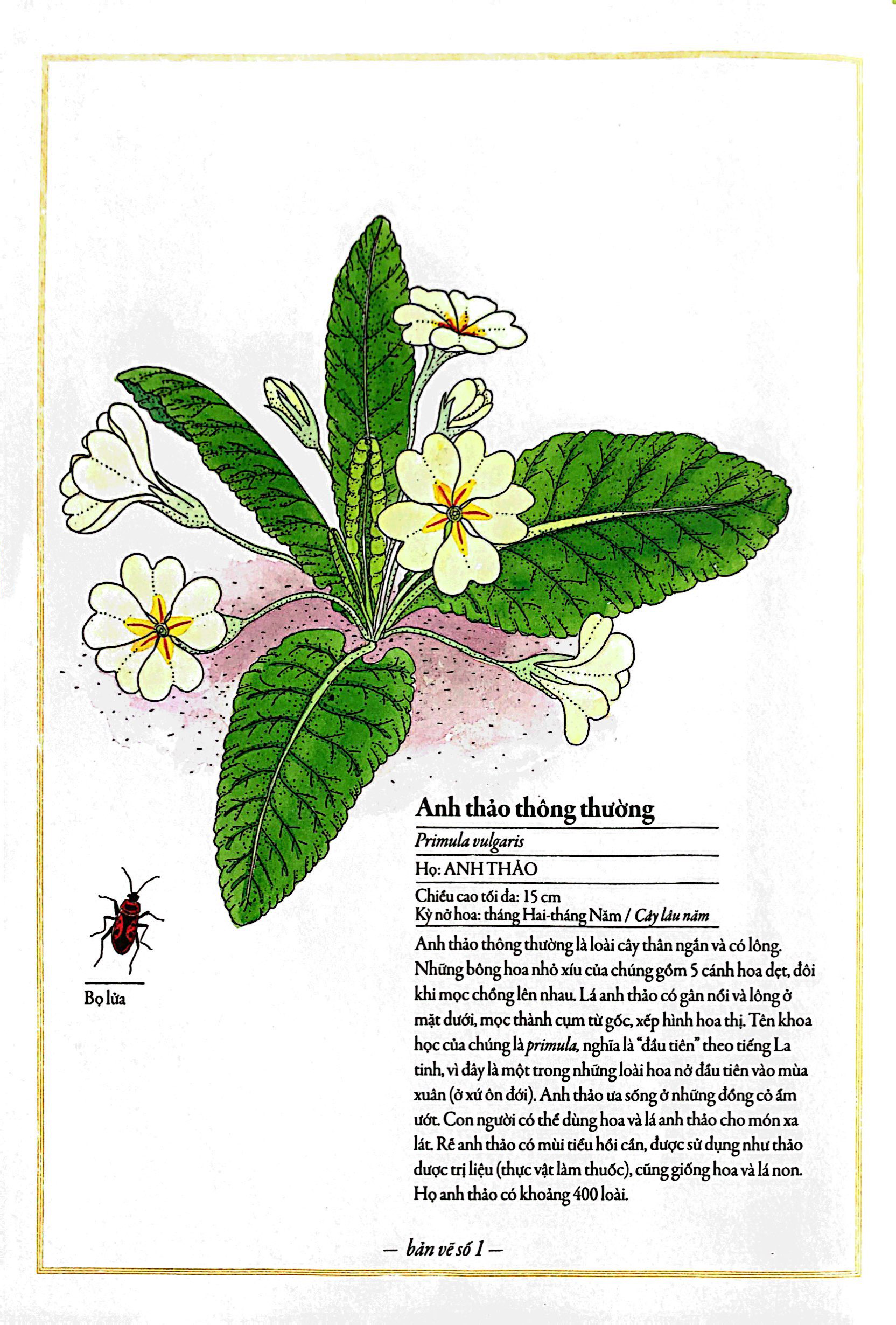 bách khoa thư cho cả nhà - thế giới các loài hoa bằng tranh - Ảnh 5