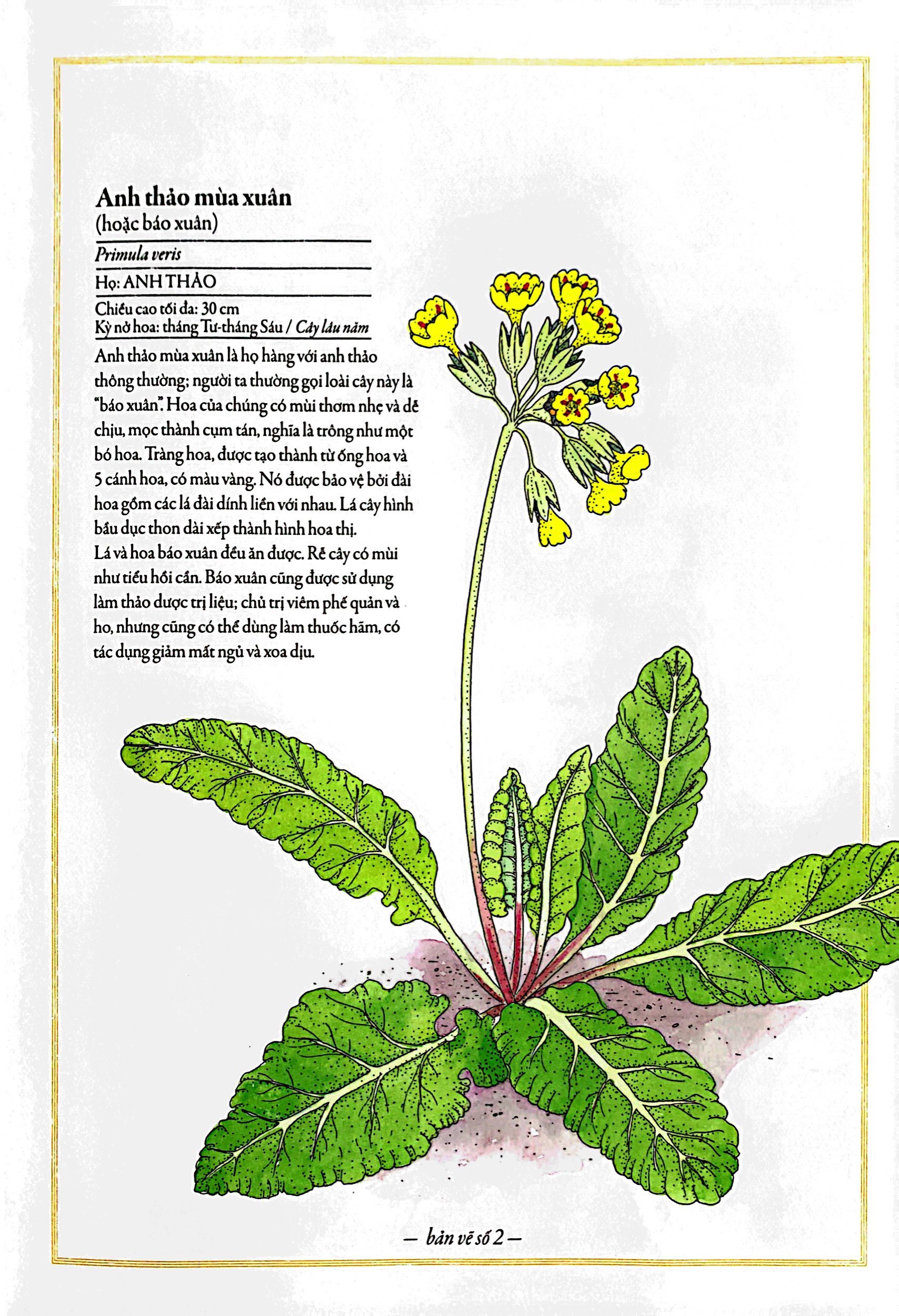 bách khoa thư cho cả nhà - thế giới các loài hoa bằng tranh - Ảnh 6