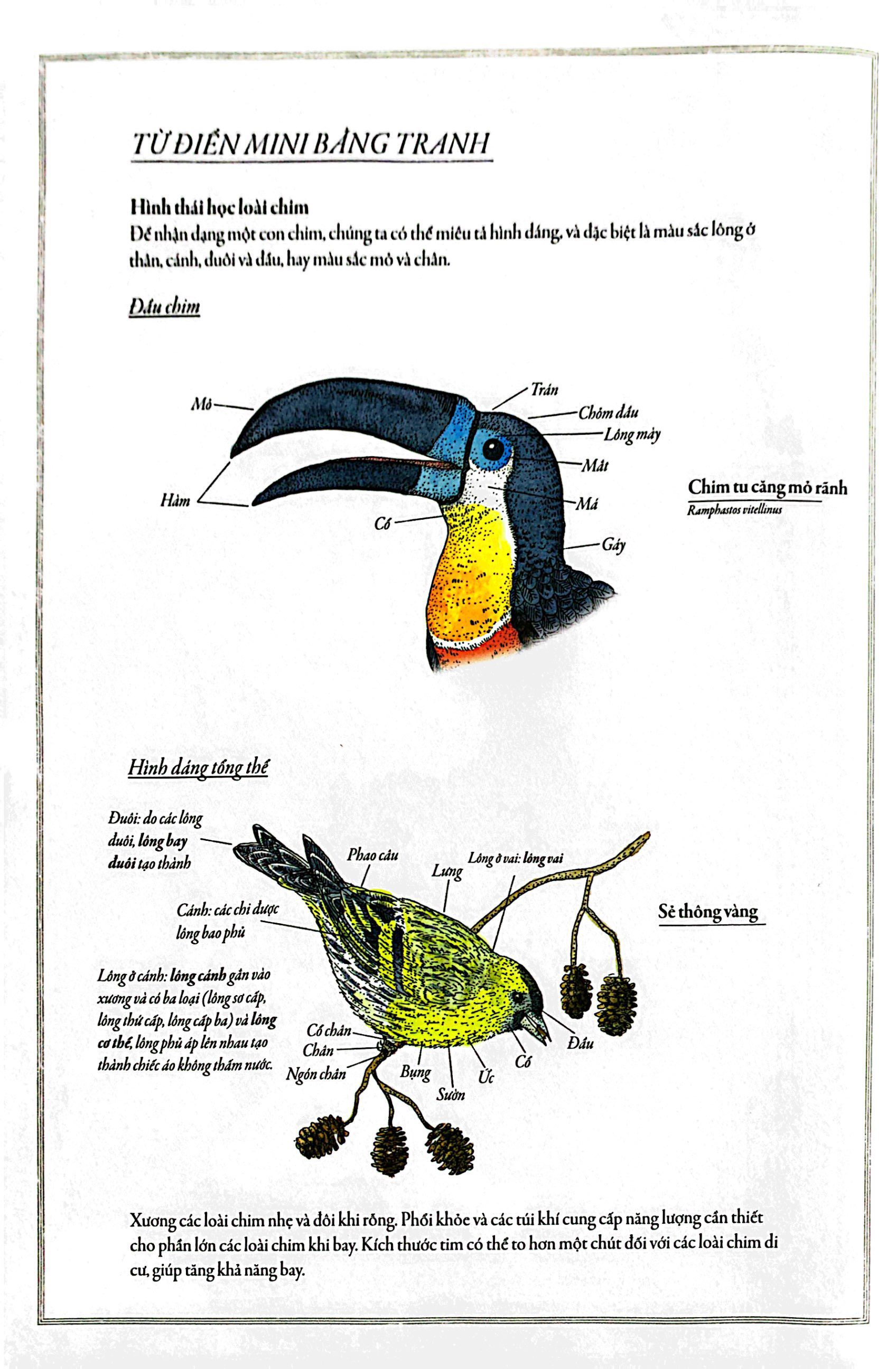 bách khoa thư cho cả nhà - thế giới chim muông bằng tranh - Ảnh 5