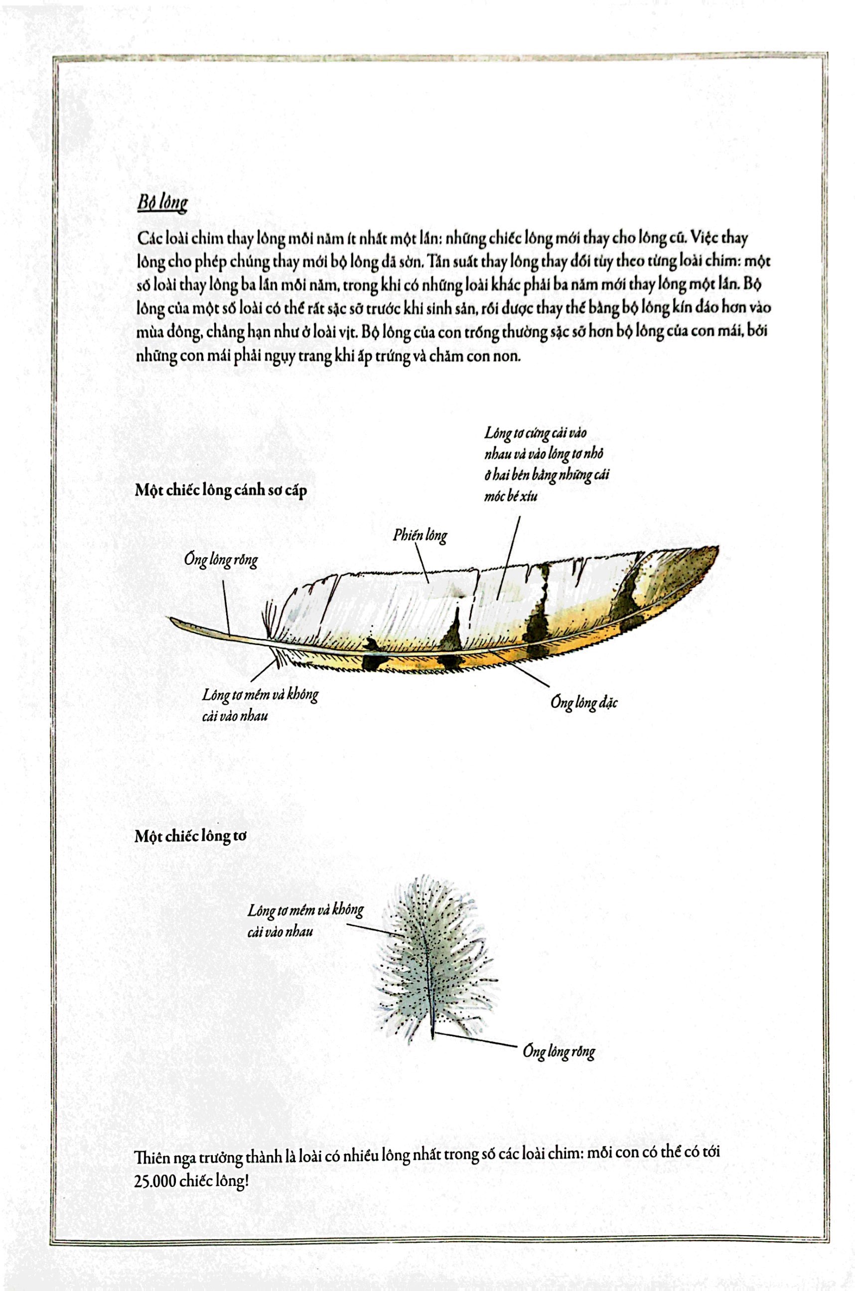 bách khoa thư cho cả nhà - thế giới chim muông bằng tranh - Ảnh 6