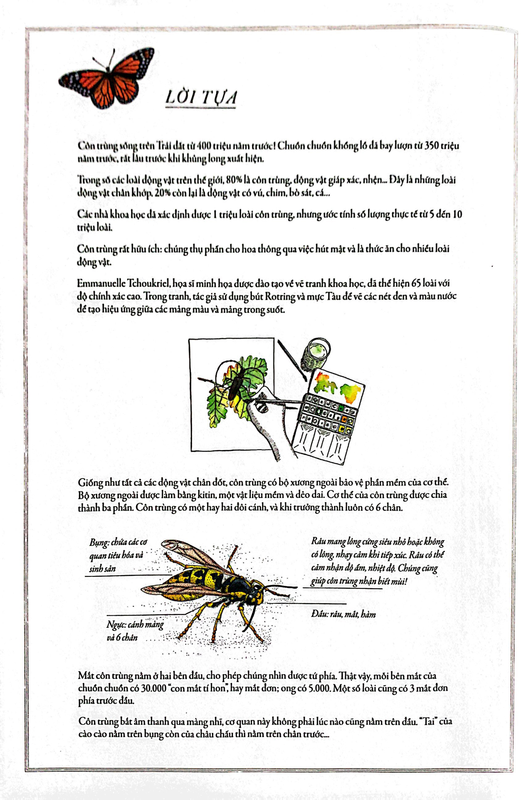 bách khoa thư cho cả nhà - thế giới côn trùng bằng tranh - Ảnh 3
