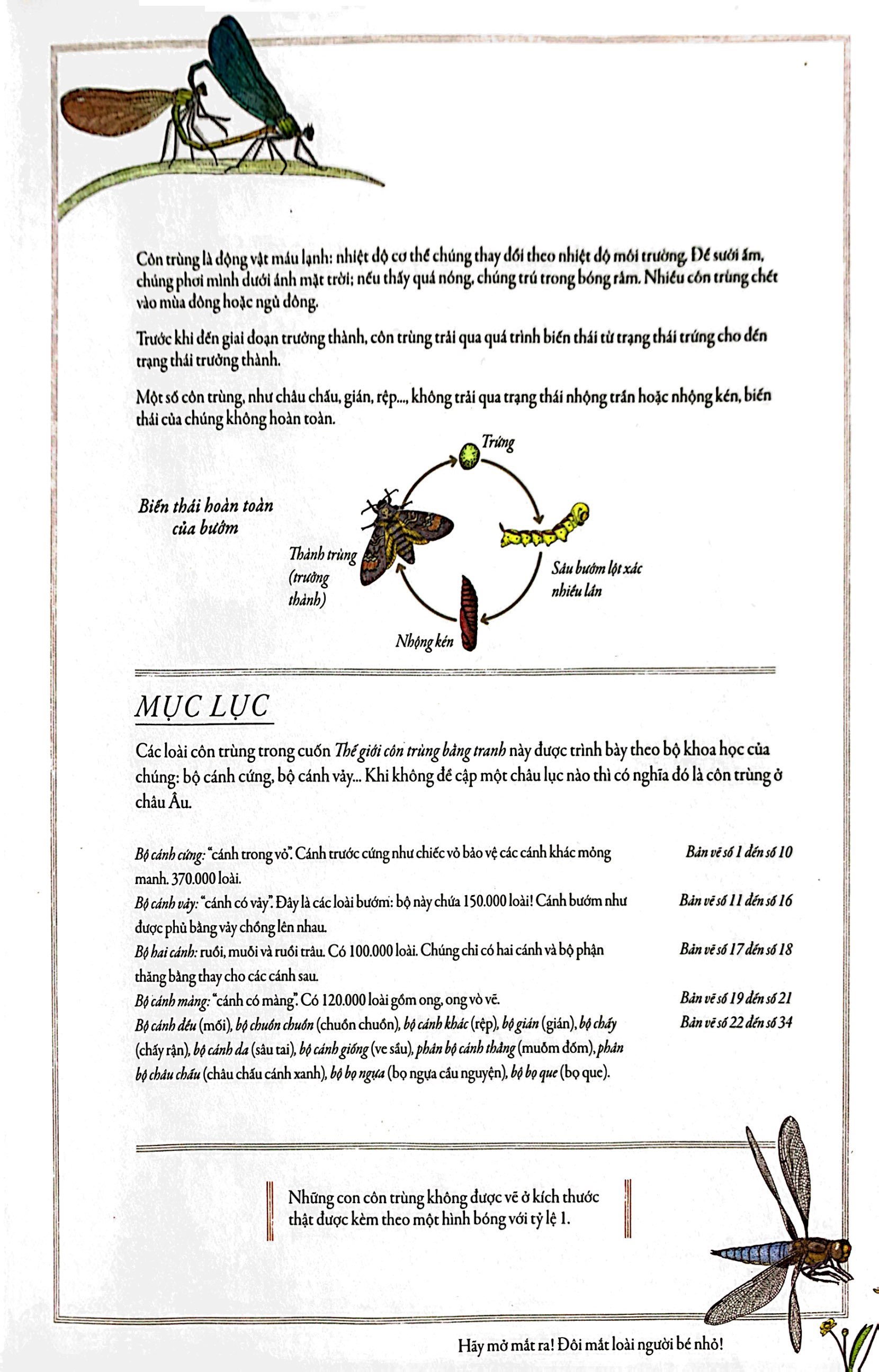 bách khoa thư cho cả nhà - thế giới côn trùng bằng tranh - Ảnh 4