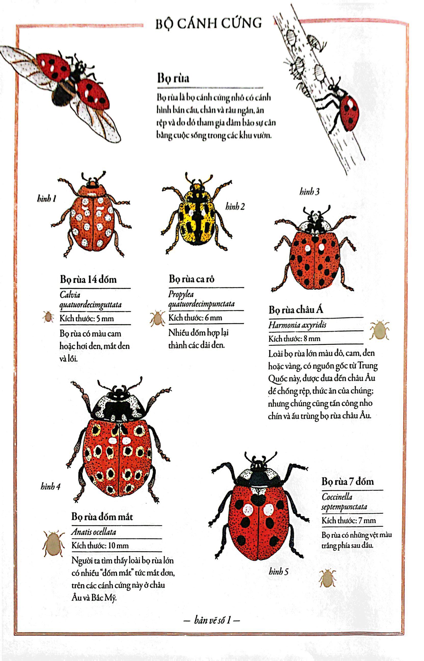 bách khoa thư cho cả nhà - thế giới côn trùng bằng tranh - Ảnh 5