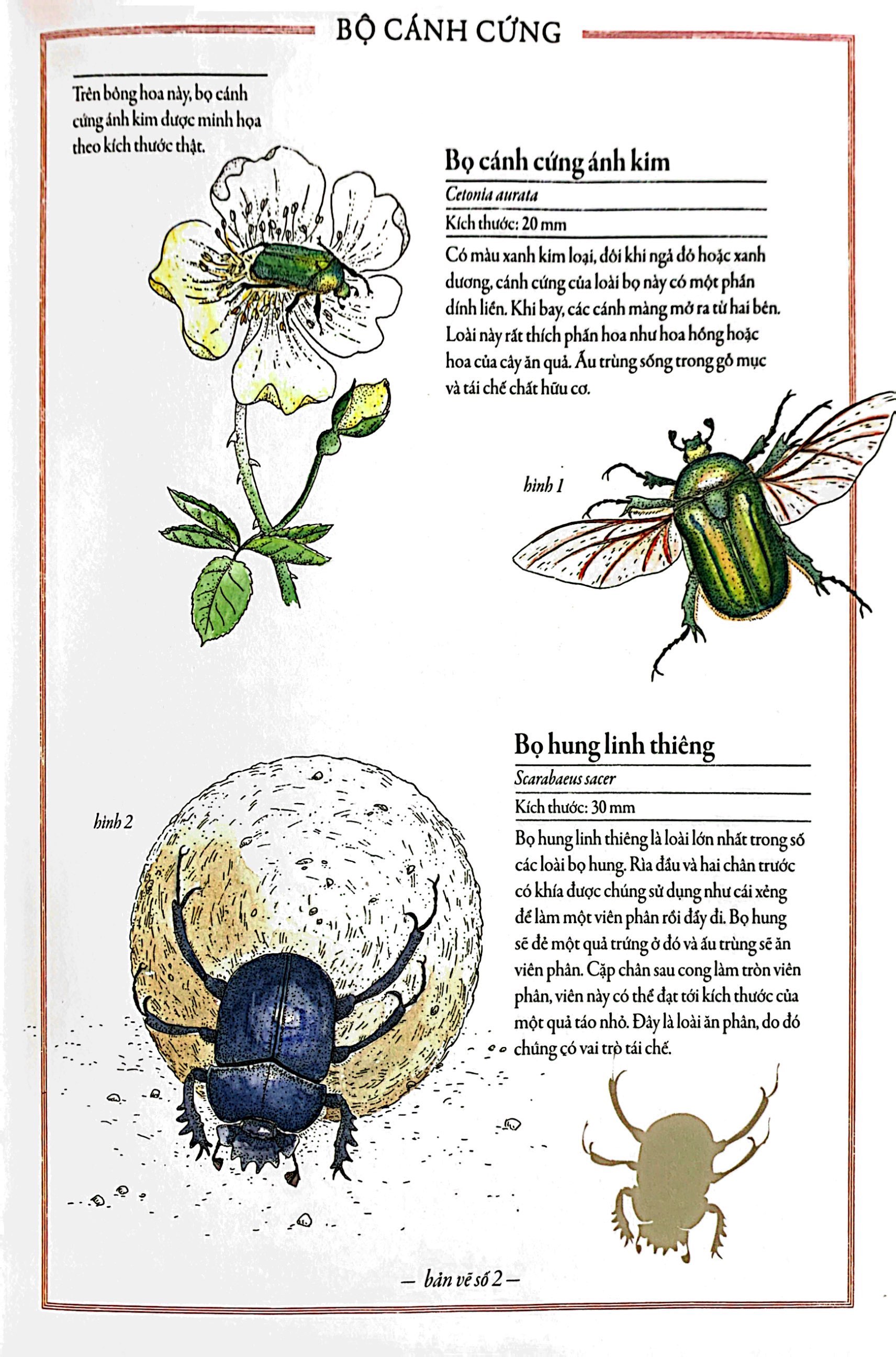 bách khoa thư cho cả nhà - thế giới côn trùng bằng tranh - Ảnh 6