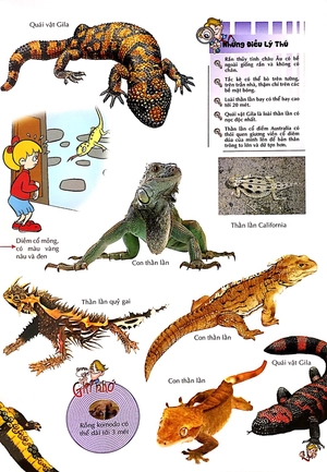 bách khoa thư kỳ diệu cho trẻ em - bò sát và lưỡng cư - Ảnh 10
