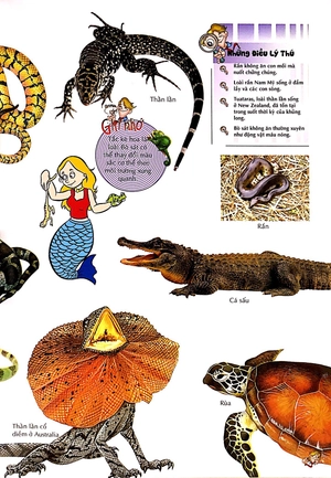 bách khoa thư kỳ diệu cho trẻ em - bò sát và lưỡng cư - Ảnh 4