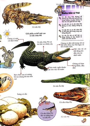 bách khoa thư kỳ diệu cho trẻ em - bò sát và lưỡng cư - Ảnh 6
