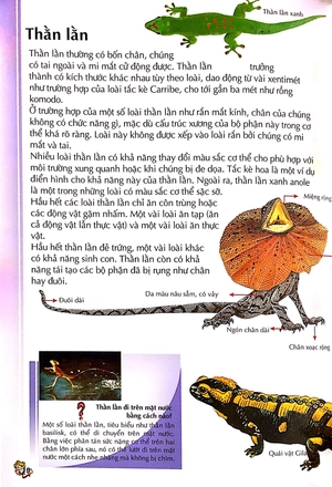 bách khoa thư kỳ diệu cho trẻ em - bò sát và lưỡng cư - Ảnh 9