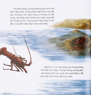 bách khoa thư thế giới tự nhiên - chuyên gia đào hang - Ảnh 8