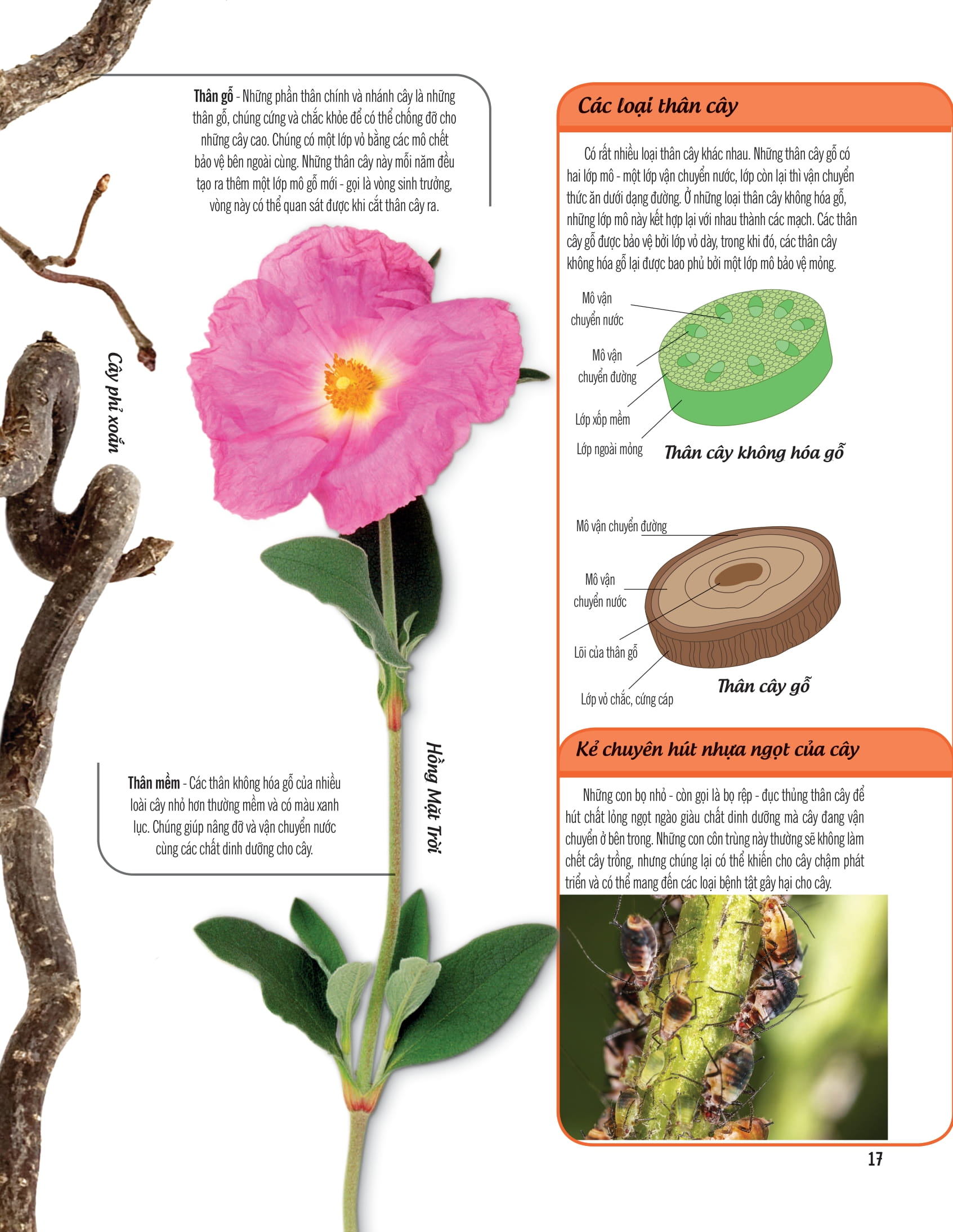 bách khoa thư về thế giới thực vật - cây, lá, hoa và hạt - Ảnh 10