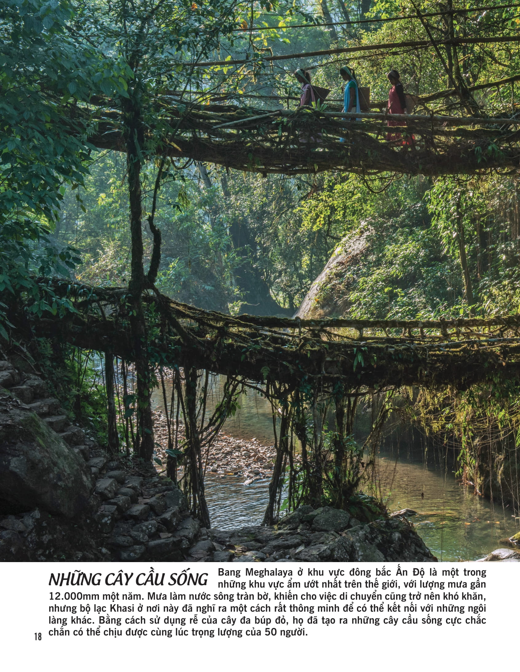 bách khoa thư về thế giới thực vật - cây, lá, hoa và hạt - Ảnh 11