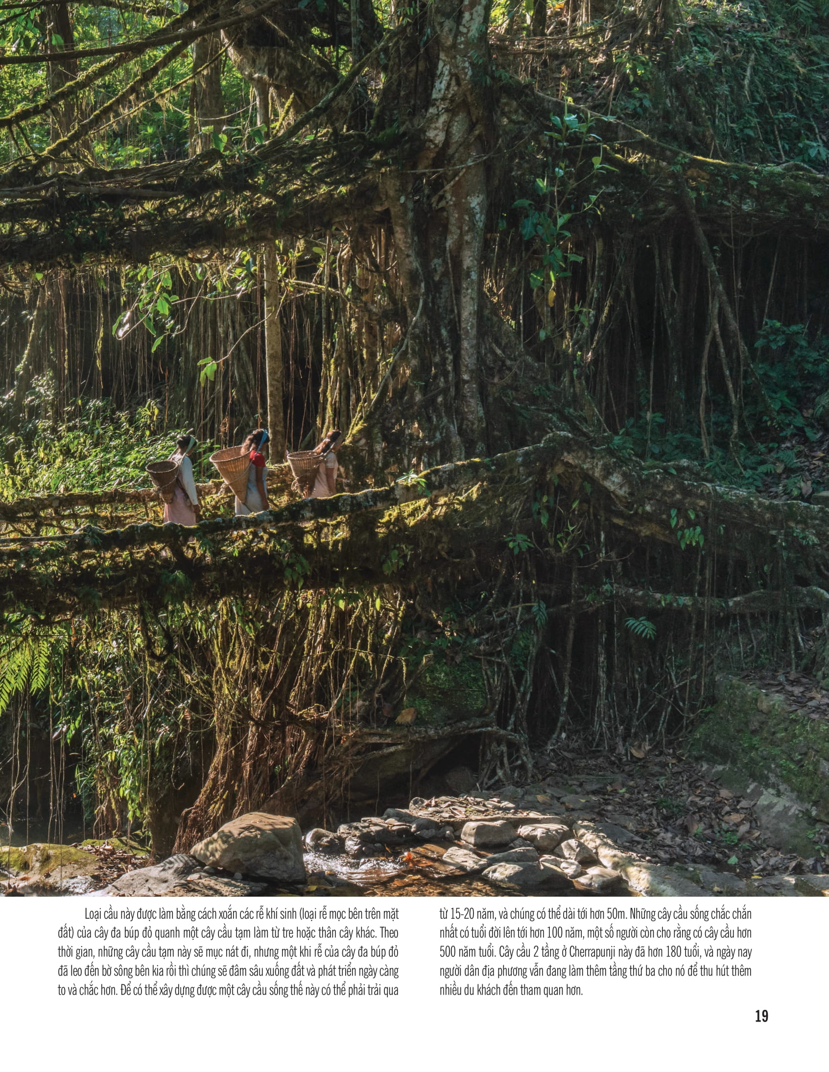 bách khoa thư về thế giới thực vật - cây, lá, hoa và hạt - Ảnh 12