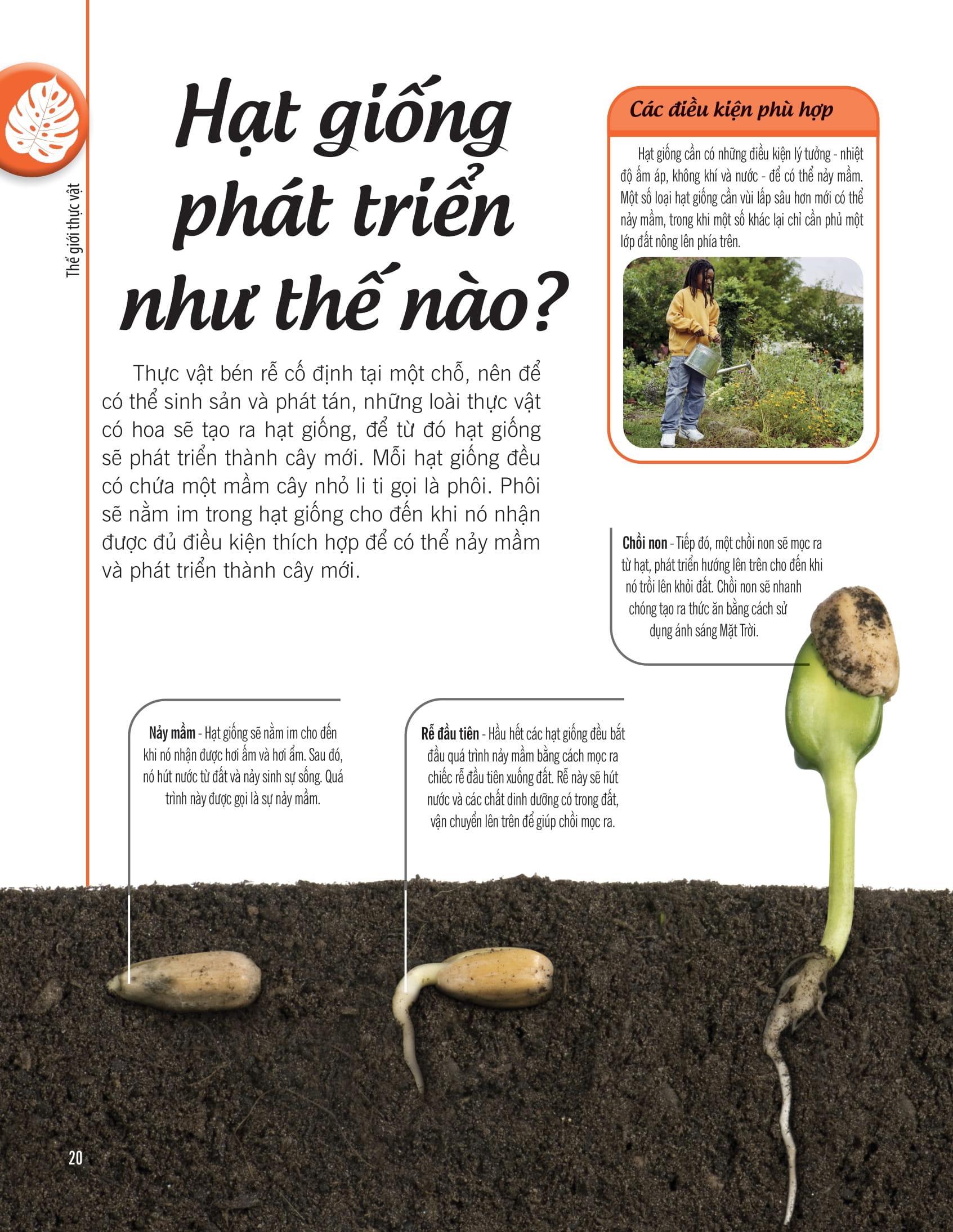 bách khoa thư về thế giới thực vật - cây, lá, hoa và hạt - Ảnh 13