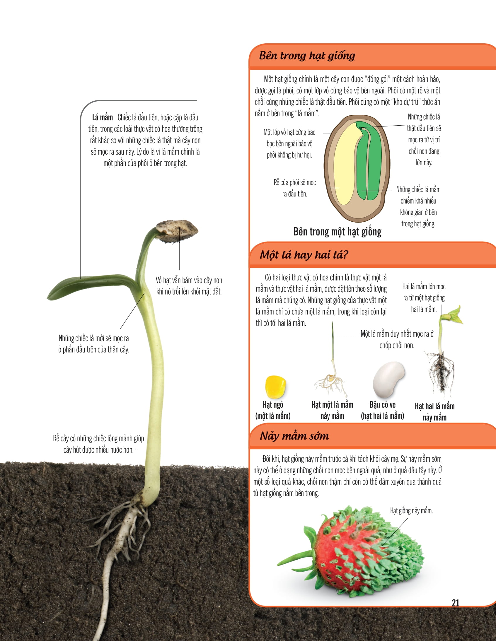 bách khoa thư về thế giới thực vật - cây, lá, hoa và hạt - Ảnh 14