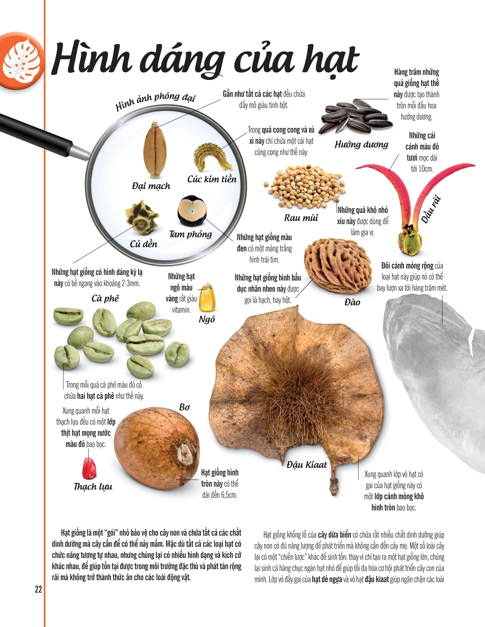 bách khoa thư về thế giới thực vật - cây, lá, hoa và hạt - Ảnh 15