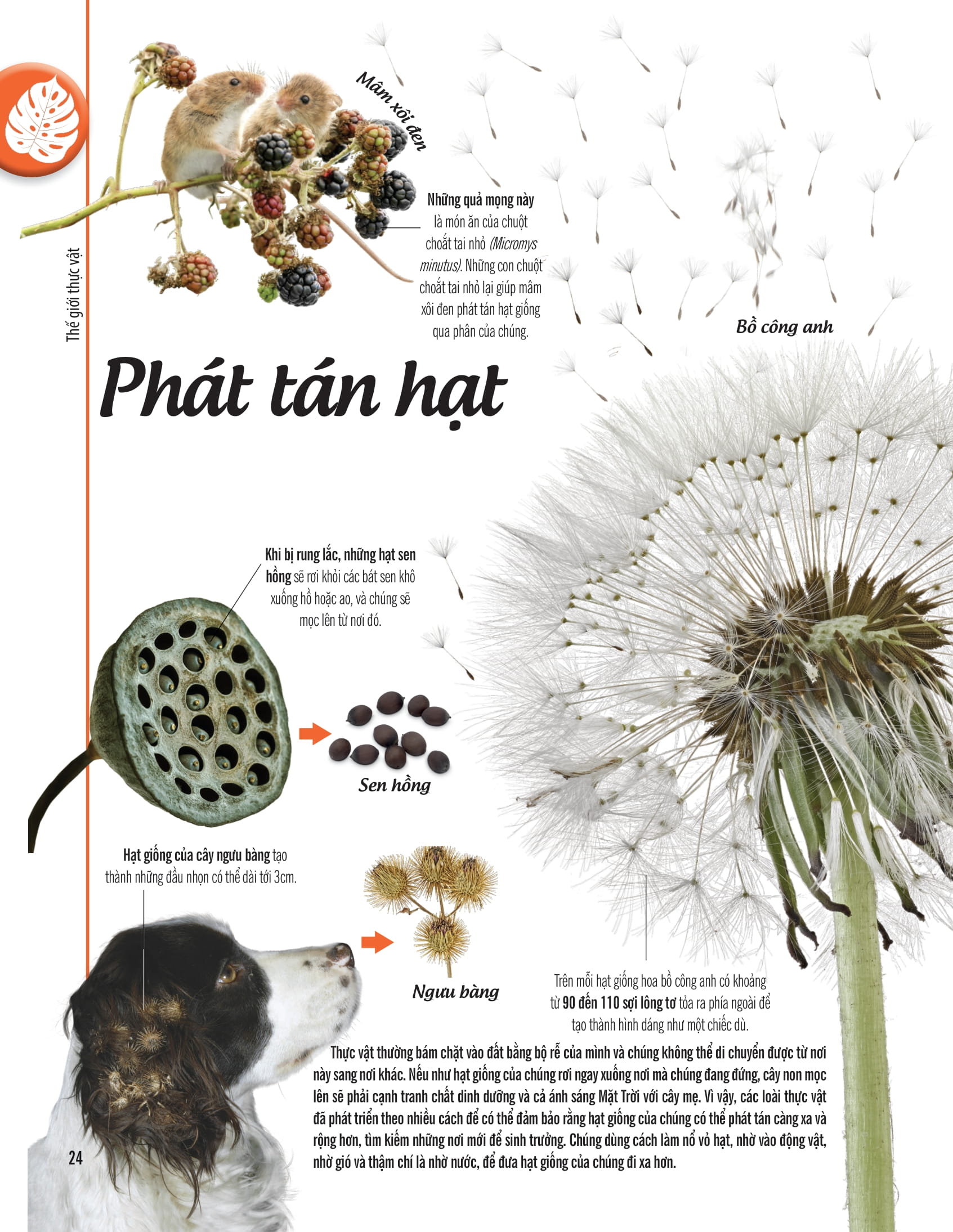 bách khoa thư về thế giới thực vật - cây, lá, hoa và hạt - Ảnh 17