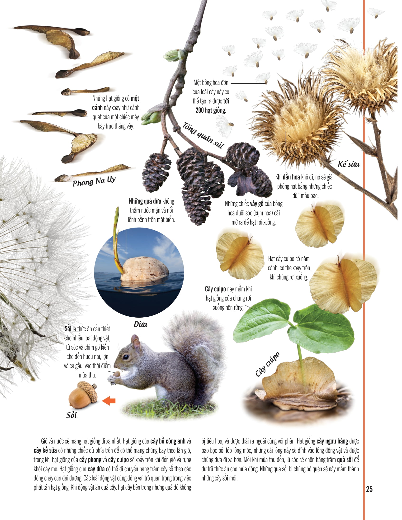 bách khoa thư về thế giới thực vật - cây, lá, hoa và hạt - Ảnh 18