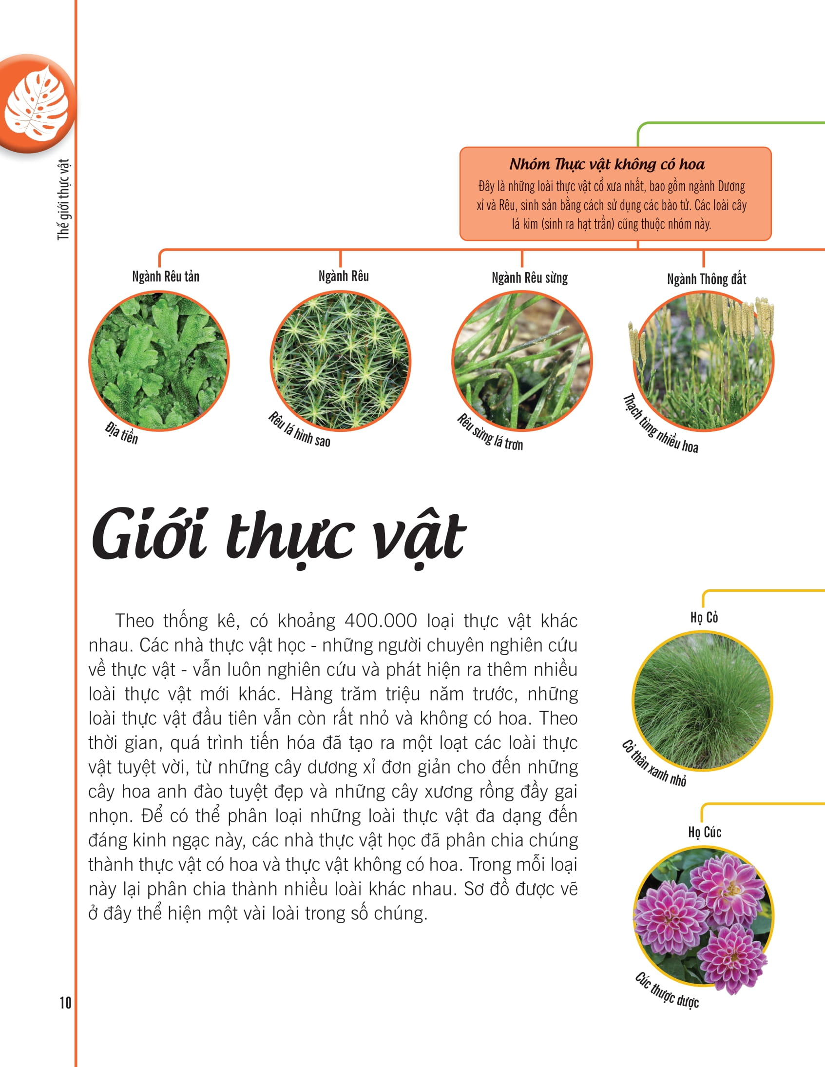 bách khoa thư về thế giới thực vật - cây, lá, hoa và hạt - Ảnh 3