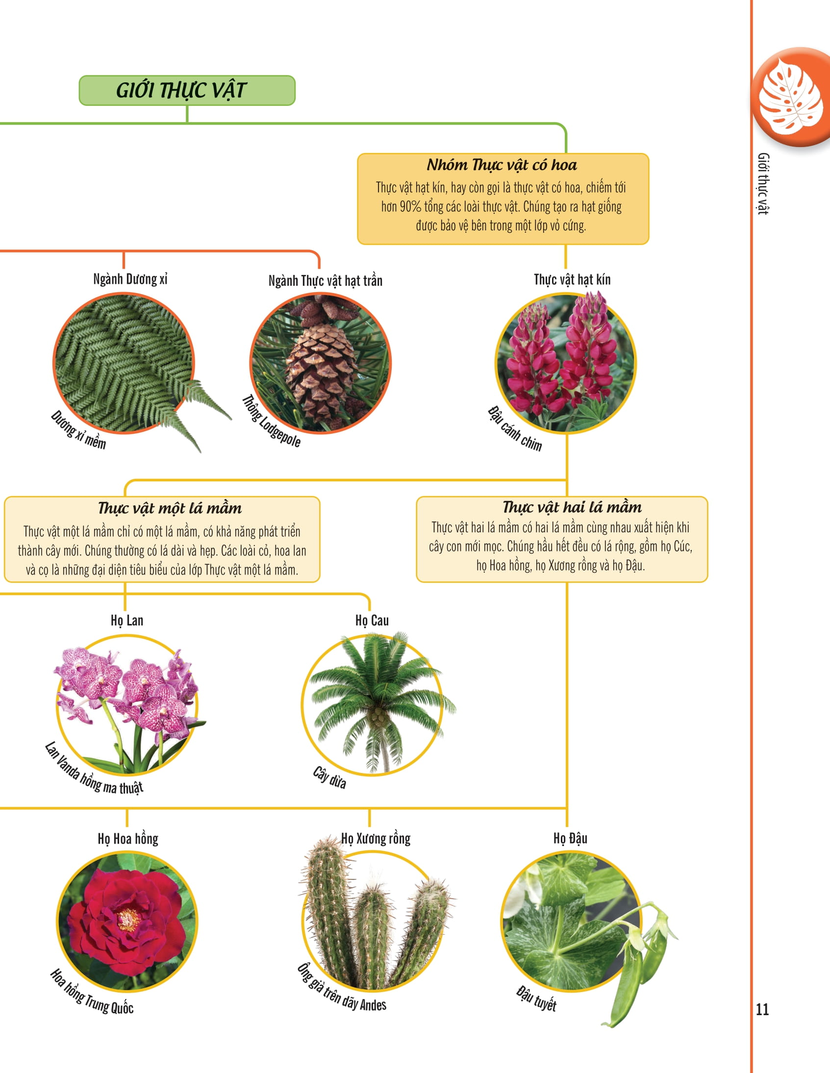 bách khoa thư về thế giới thực vật - cây, lá, hoa và hạt - Ảnh 4