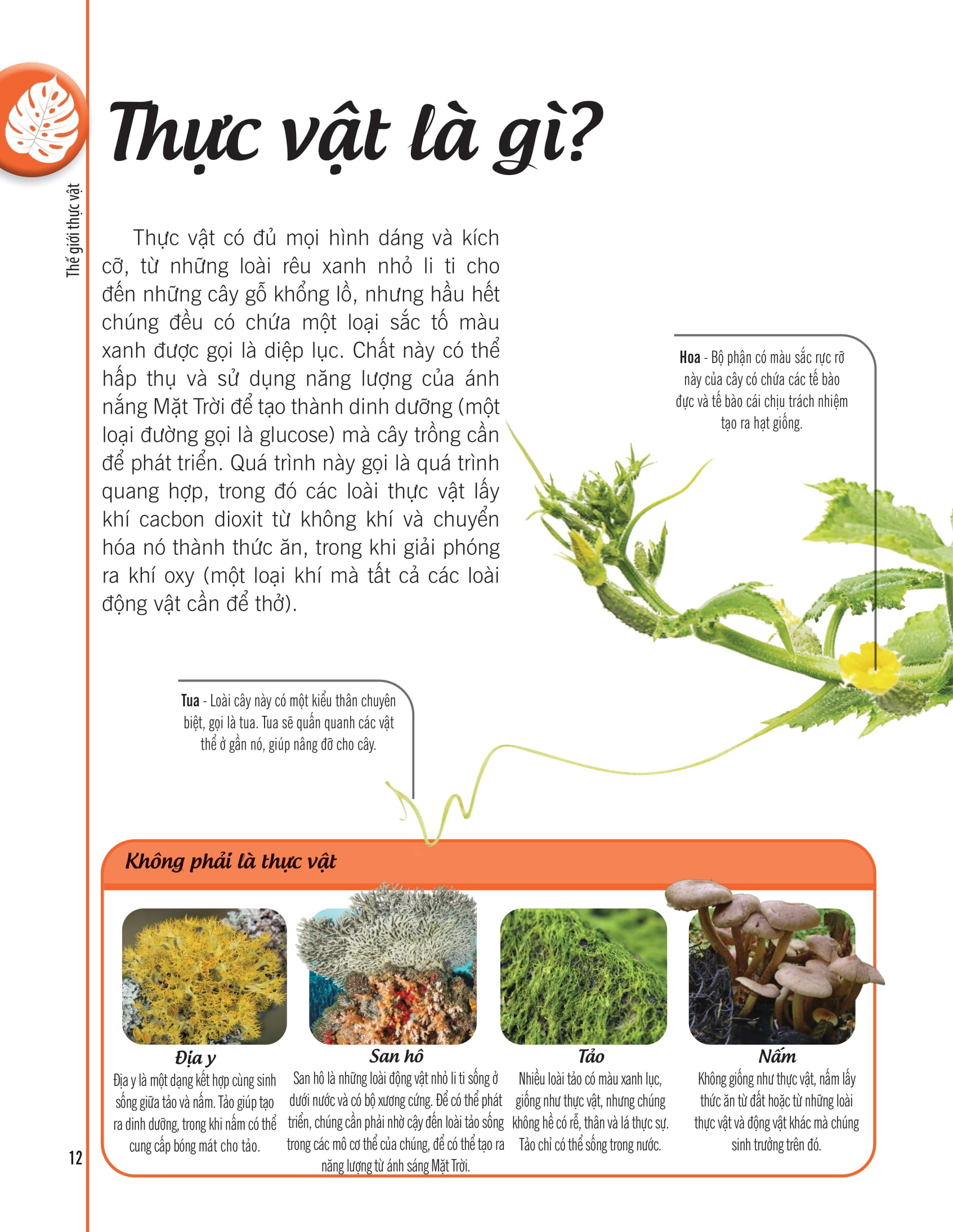 bách khoa thư về thế giới thực vật - cây, lá, hoa và hạt - Ảnh 5