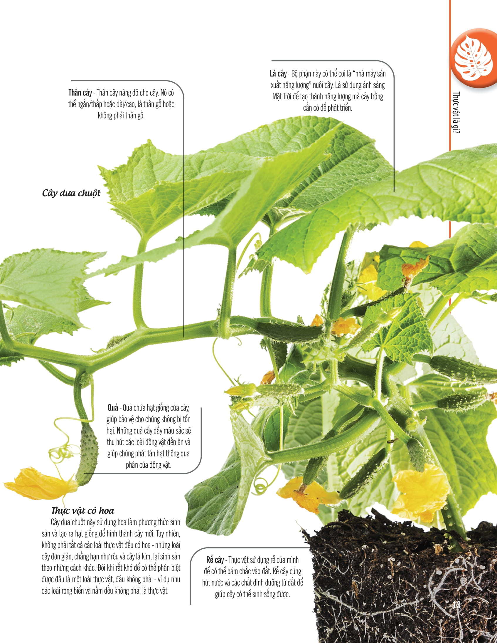 bách khoa thư về thế giới thực vật - cây, lá, hoa và hạt - Ảnh 6