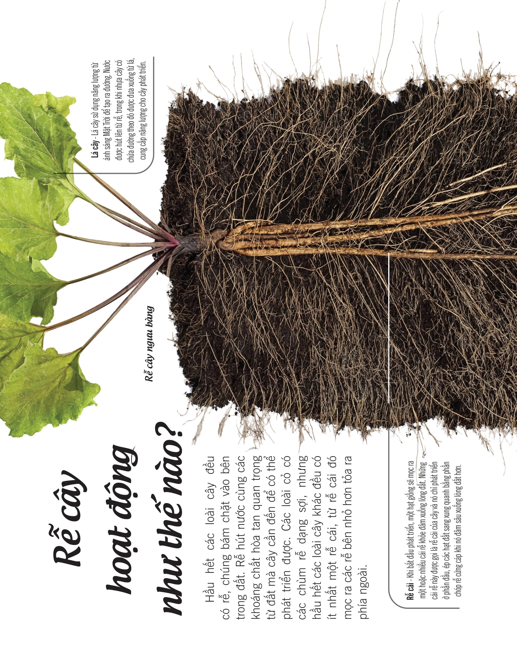 bách khoa thư về thế giới thực vật - cây, lá, hoa và hạt - Ảnh 7