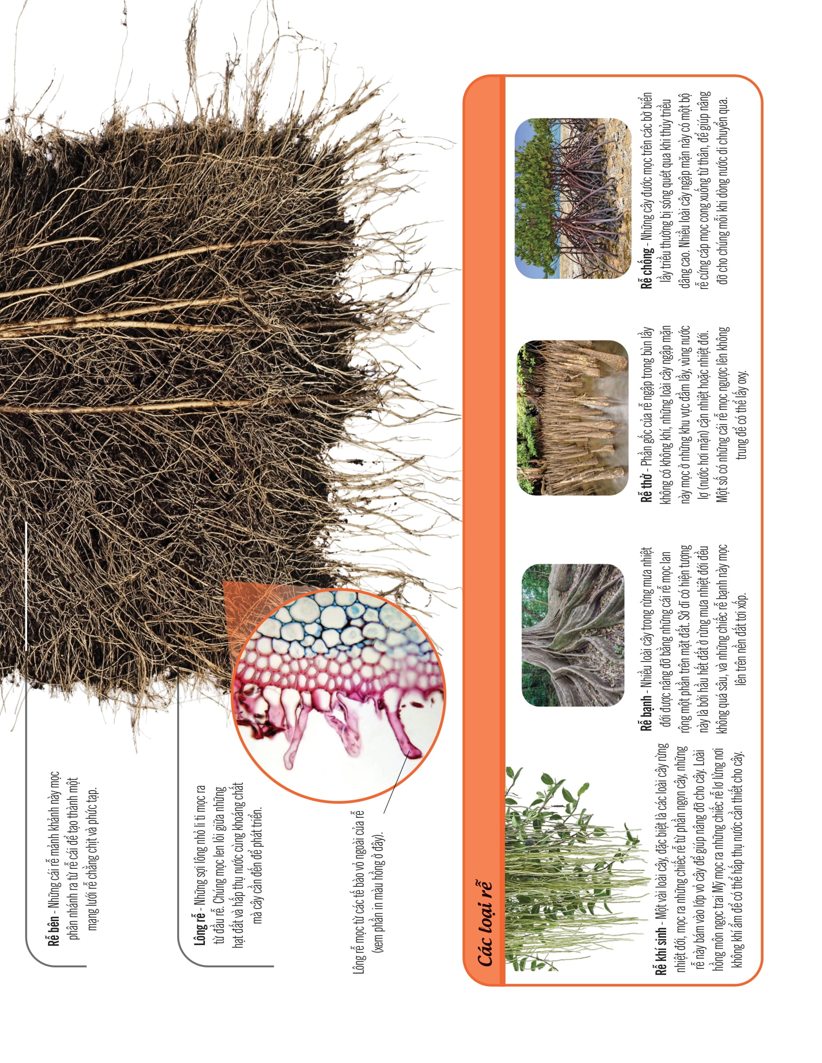 bách khoa thư về thế giới thực vật - cây, lá, hoa và hạt - Ảnh 8