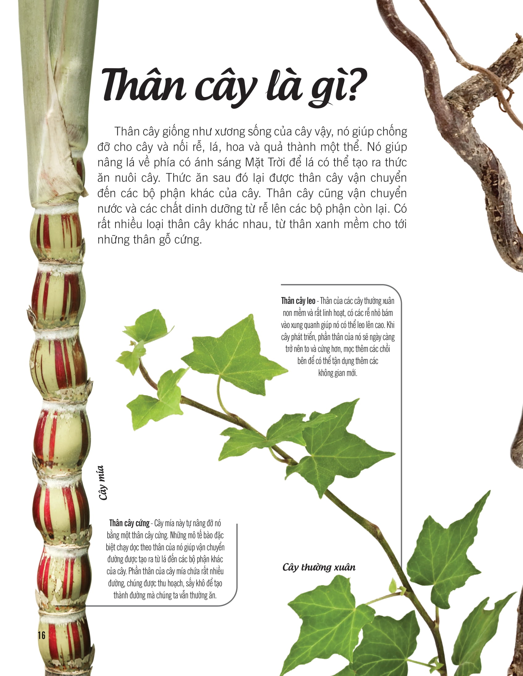 bách khoa thư về thế giới thực vật - cây, lá, hoa và hạt - Ảnh 9