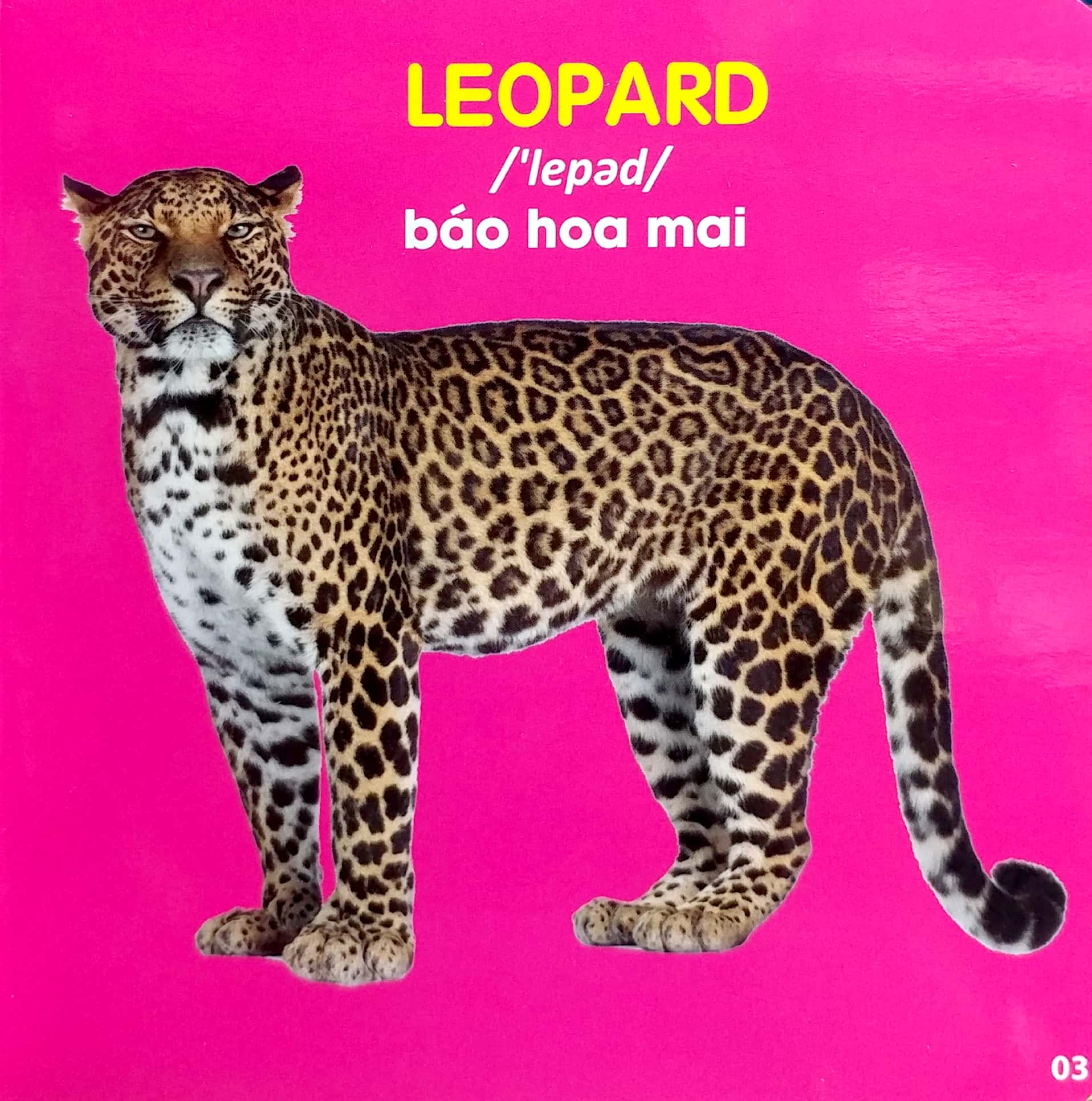 bách khoa toàn thư cho bé - động vật hoang dã - Ảnh 4