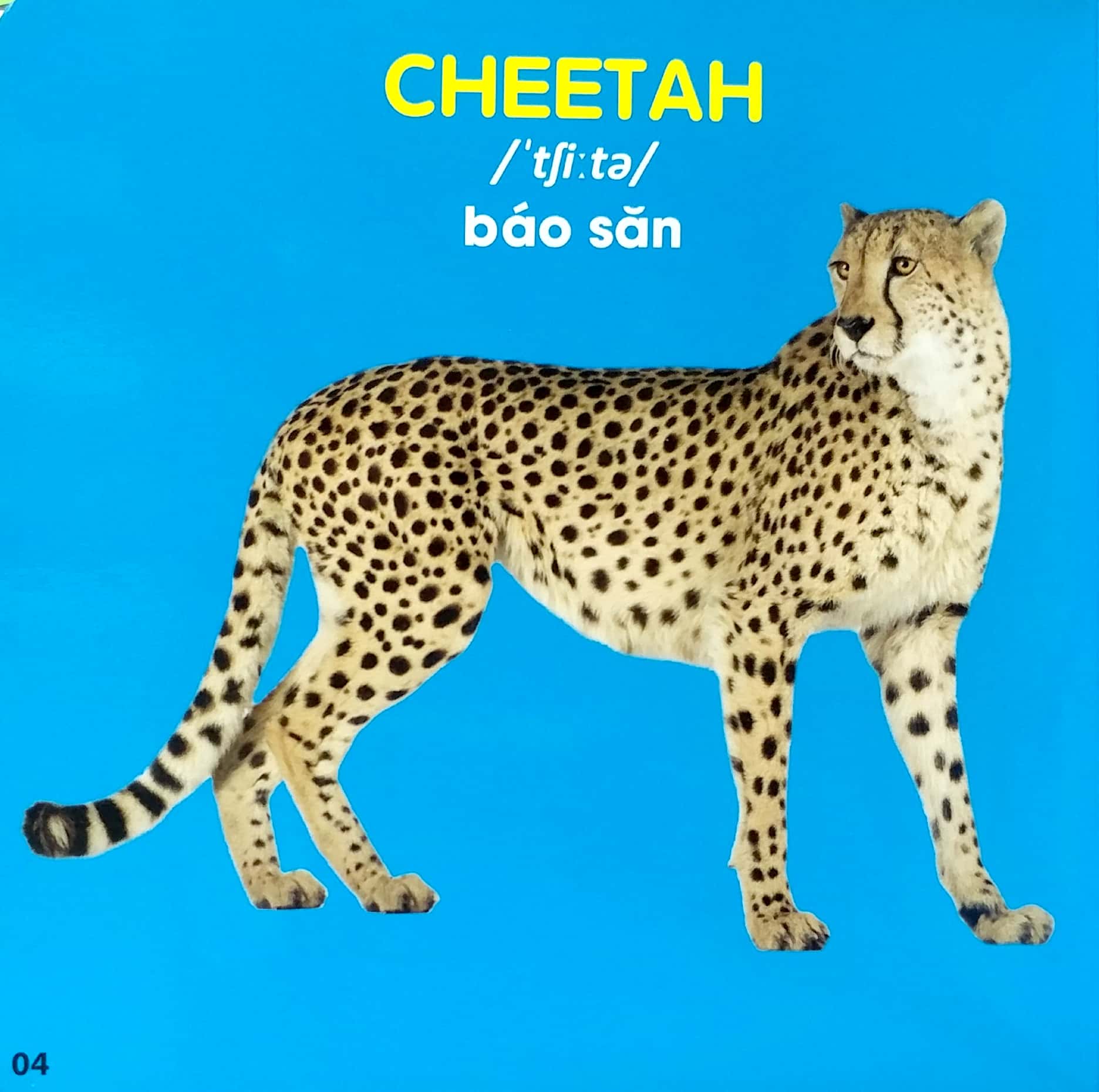 bách khoa toàn thư cho bé - động vật hoang dã - Ảnh 5