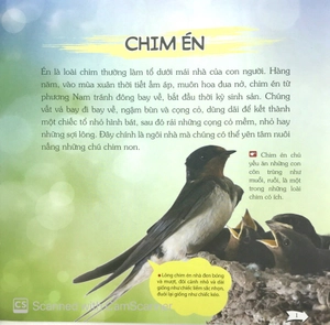 bách khoa toàn thư nhỏ - các loài chim - Ảnh 3