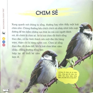 bách khoa toàn thư nhỏ - các loài chim - Ảnh 4