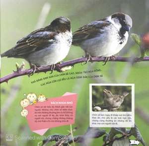 bách khoa toàn thư nhỏ - các loài chim - Ảnh 5