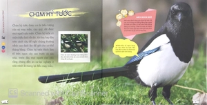 bách khoa toàn thư nhỏ - các loài chim - Ảnh 6