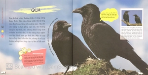 bách khoa toàn thư nhỏ - các loài chim - Ảnh 7