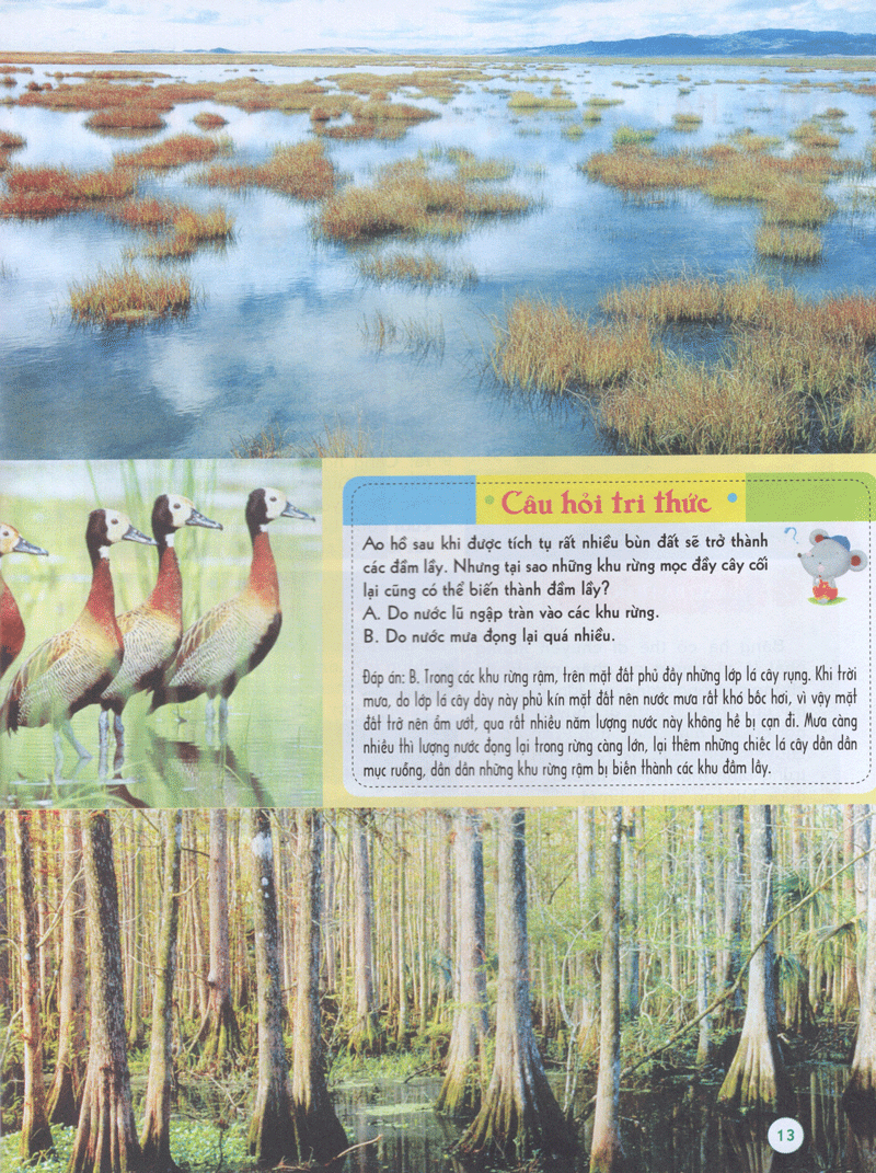 bách khoa tri thức đầu đời cho trẻ em -trái đất diệu kỳ - khám phá “cơ thể” trái đất - Ảnh 13