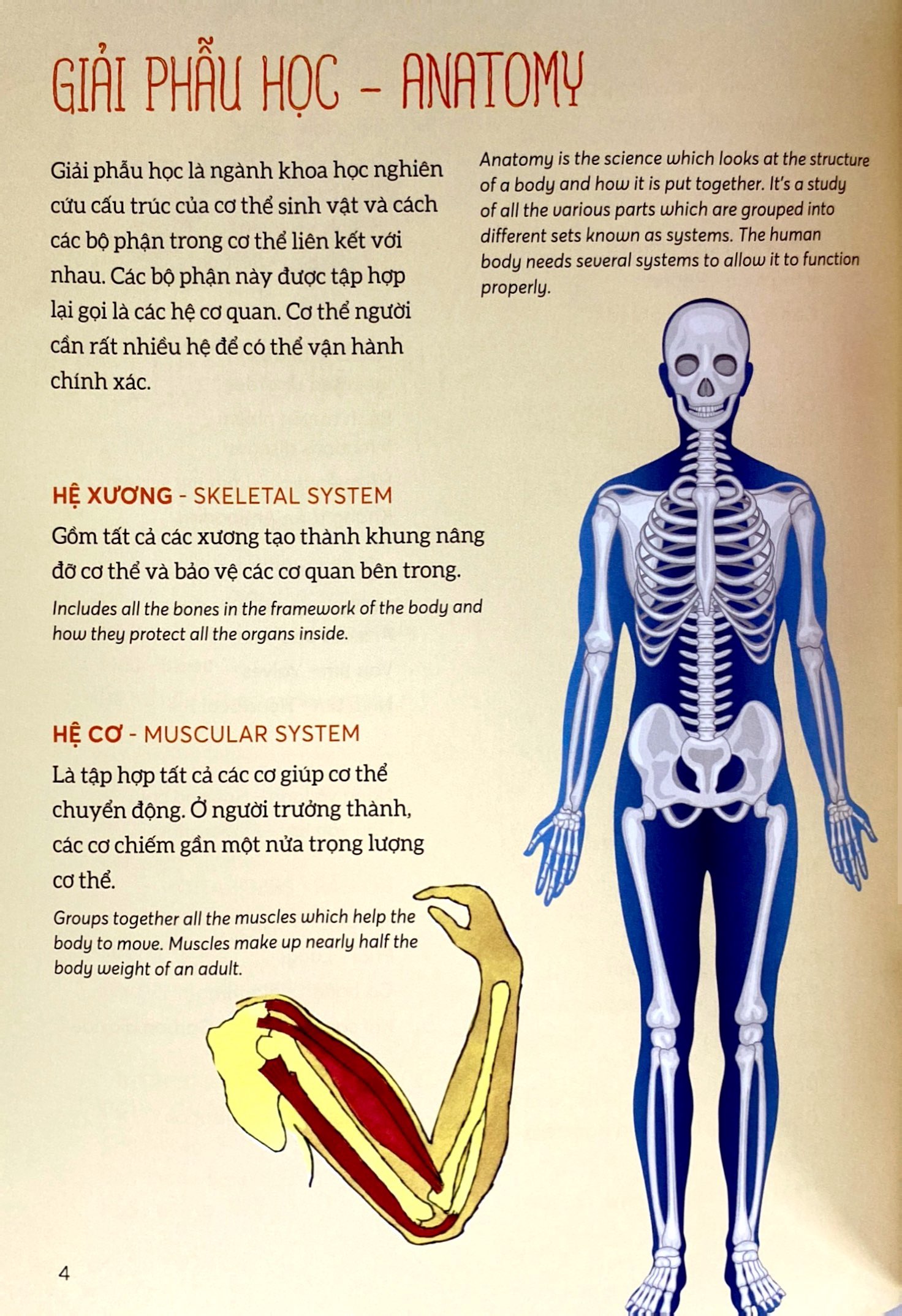 bách khoa tri thức - khám phá cơ thể người - explore the human body (song ngữ) - Ảnh 5