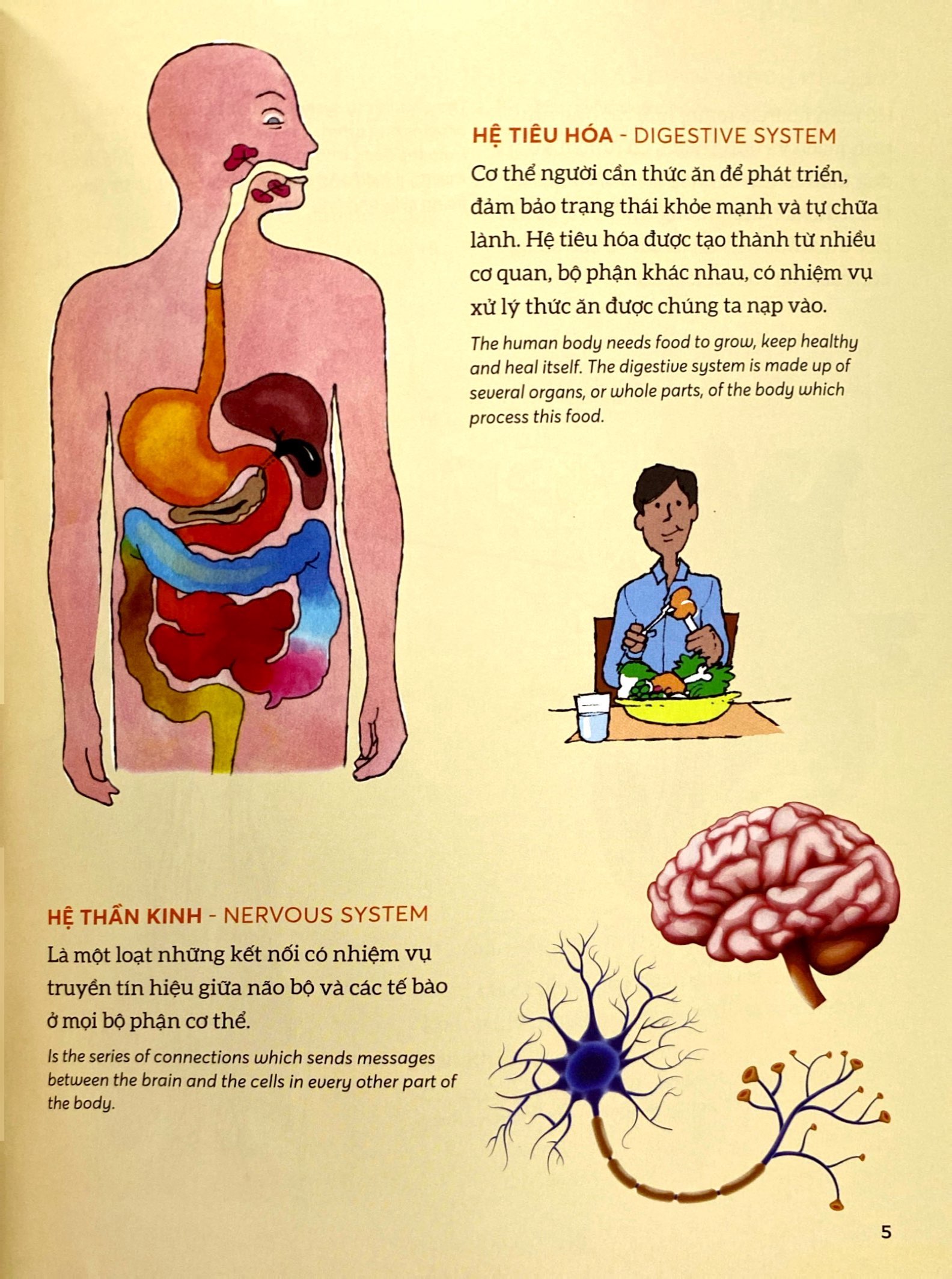 bách khoa tri thức - khám phá cơ thể người - explore the human body (song ngữ) - Ảnh 6