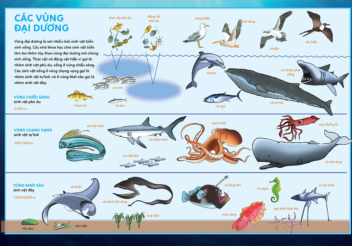 bách khoa tri thức - khám phá đại dương - Ảnh 6