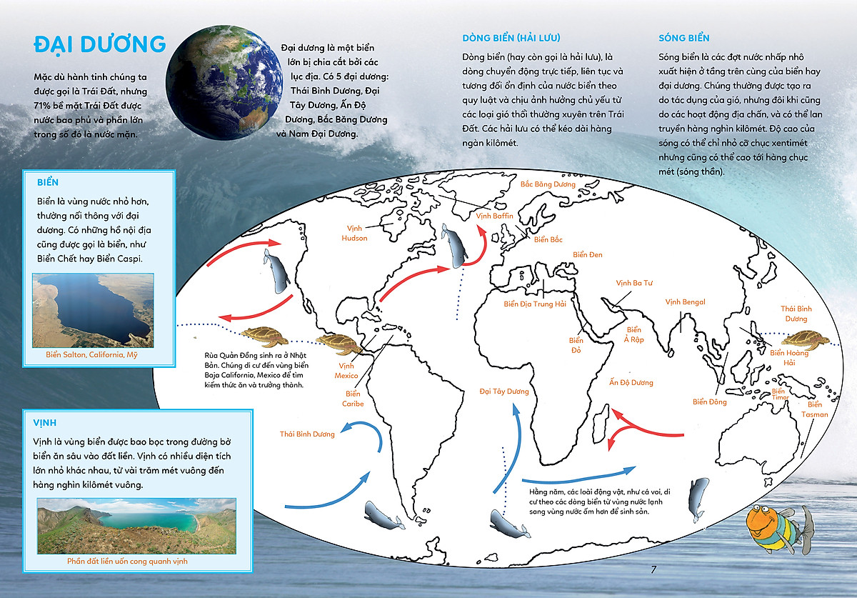 bách khoa tri thức - khám phá đại dương - Ảnh 8