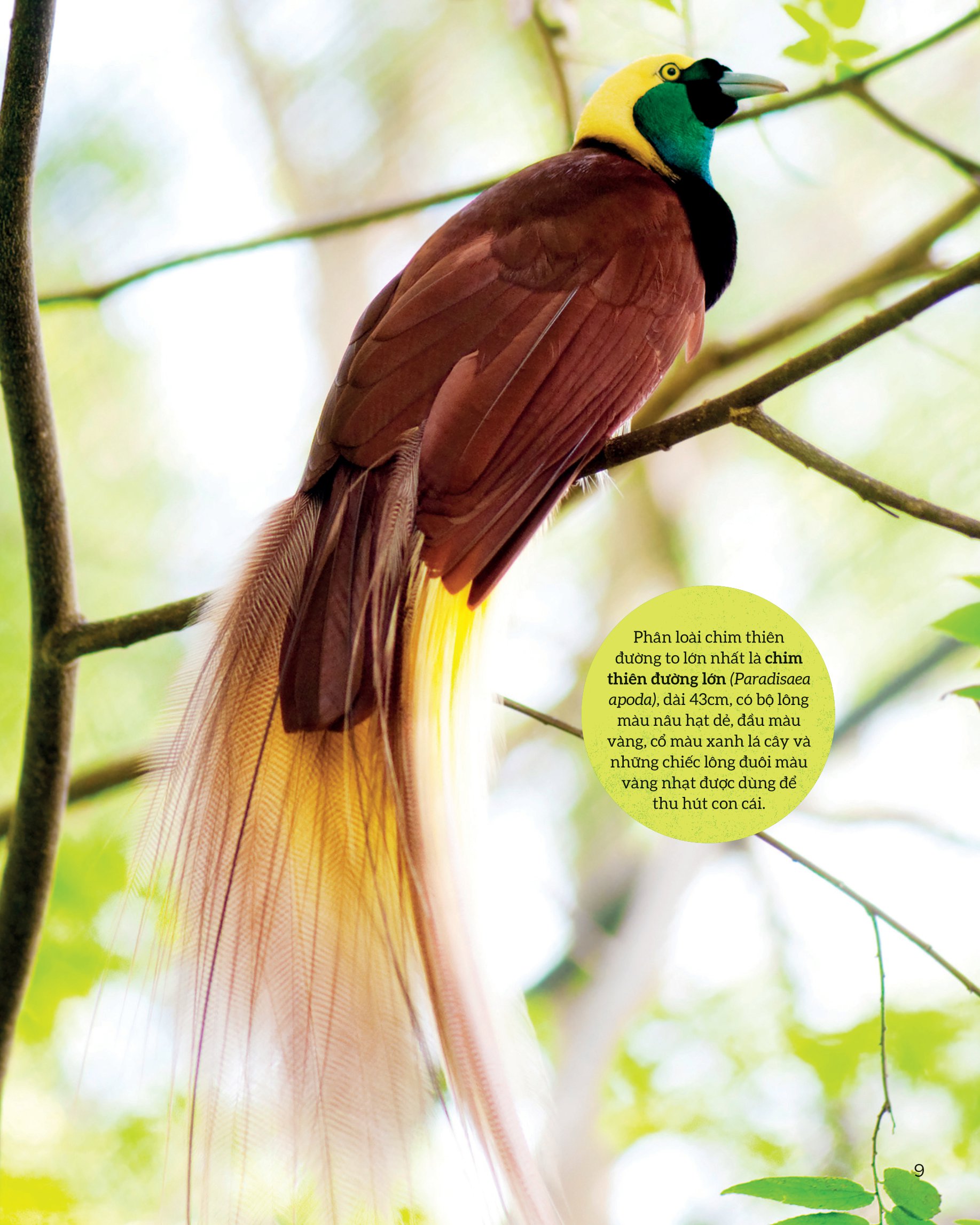 bách khoa tri thức về các kỳ quan thế giới - kỳ quan tự nhiên - Ảnh 9