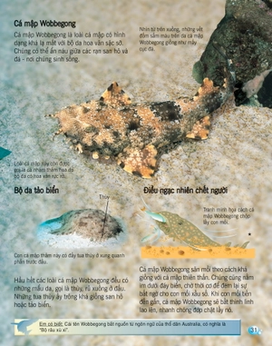 bách khoa tri thức về khám phá thế giới cho trẻ em - cá mập (tái bản 2017) - Ảnh 2