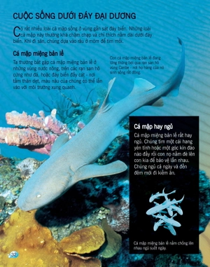 bách khoa tri thức về khám phá thế giới cho trẻ em - cá mập (tái bản 2017) - Ảnh 3