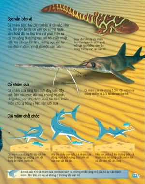 bách khoa tri thức về khám phá thế giới cho trẻ em - cá mập (tái bản 2017) - Ảnh 4