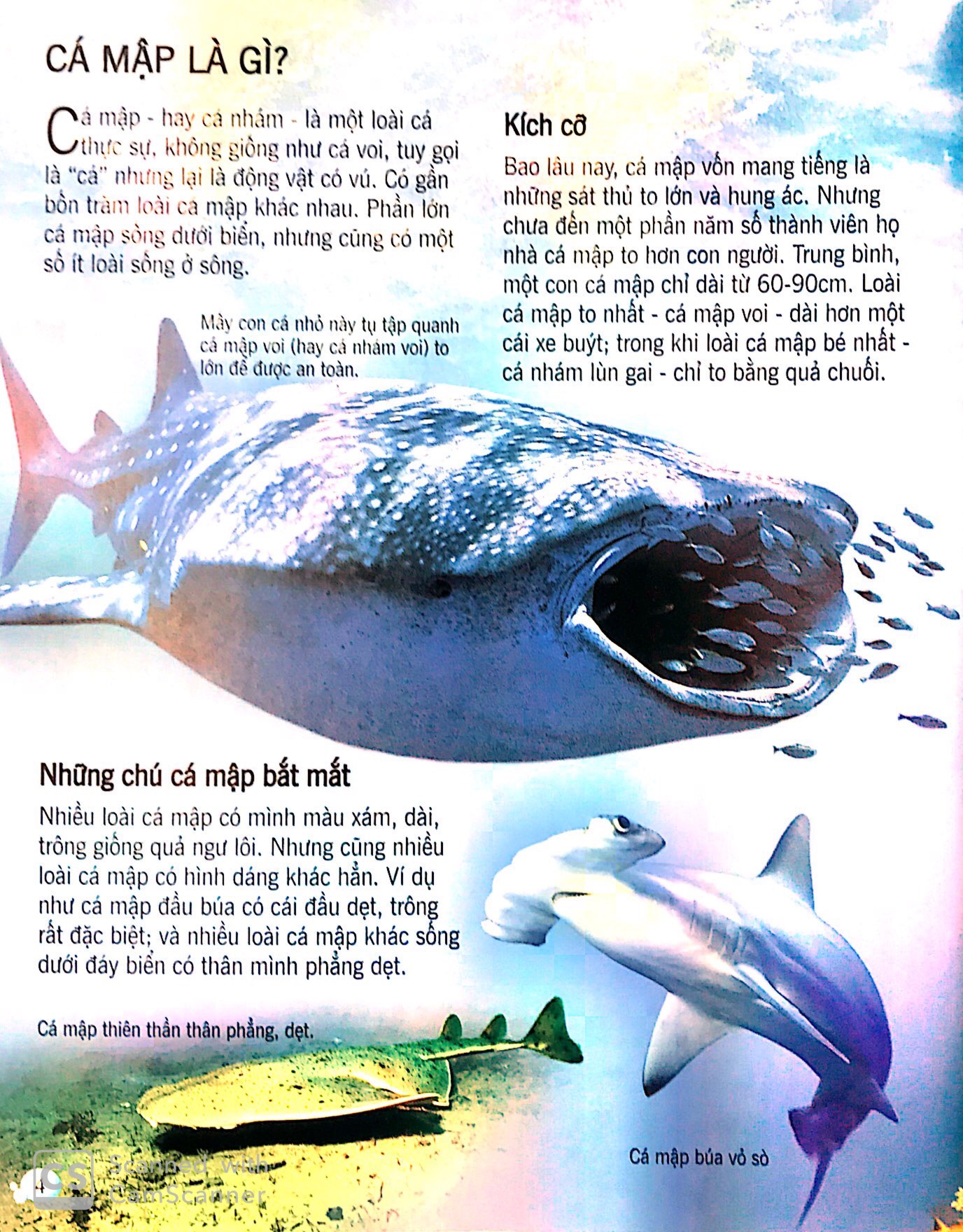 bách khoa tri thức về khám phá thế giới cho trẻ em - cá mập (tái bản 2018) - Ảnh 3