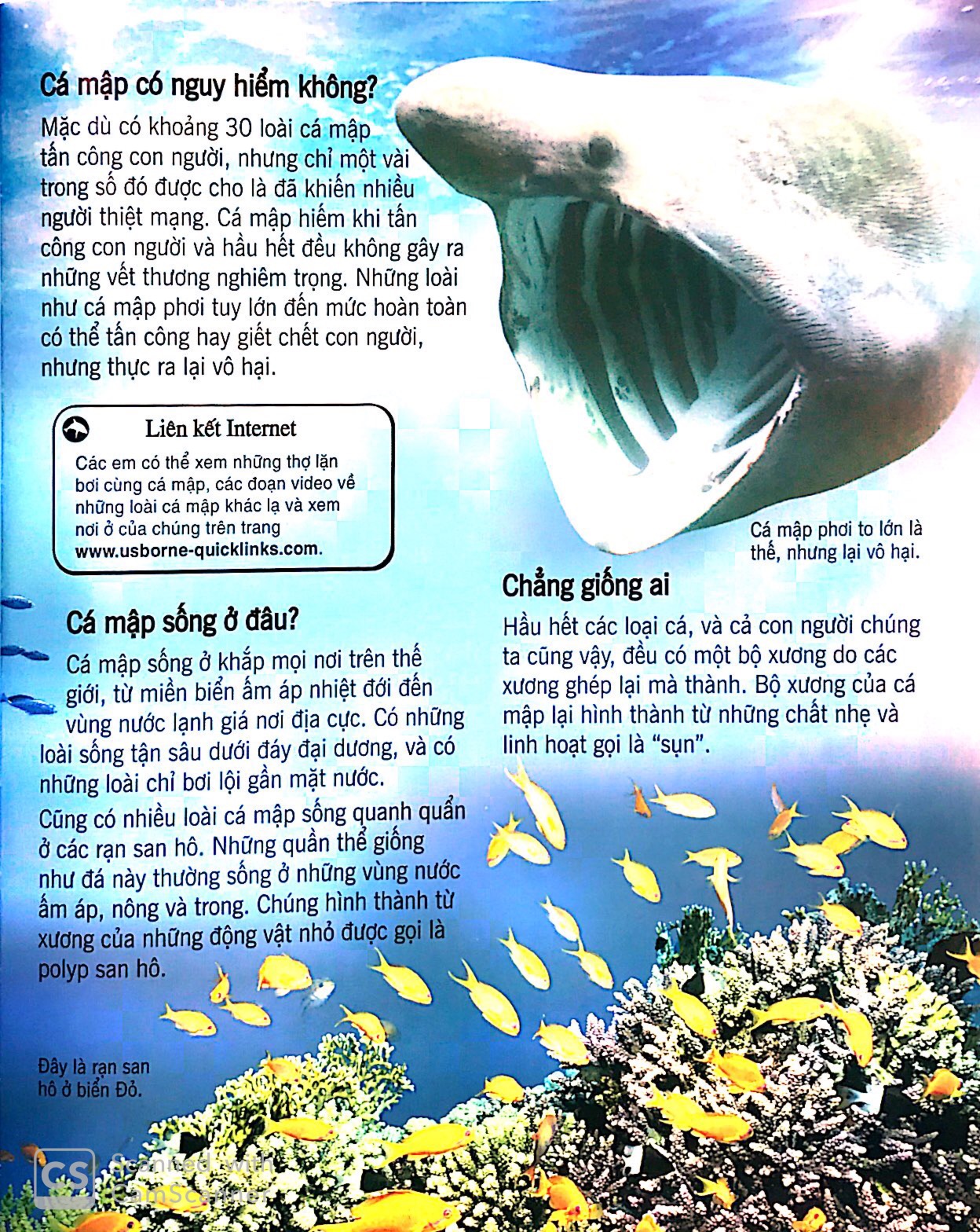 bách khoa tri thức về khám phá thế giới cho trẻ em - cá mập (tái bản 2018) - Ảnh 4